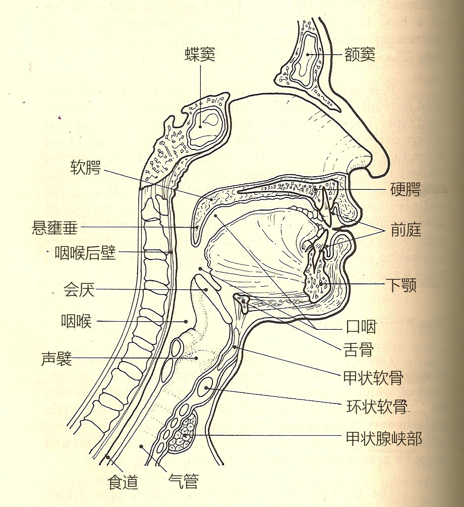 这个时候, 你就是在用会厌锁住自己的喉咙.