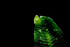 ˮ����Ӱ΢������65��