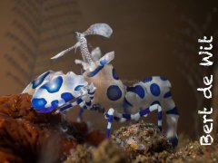 ˮ����Ӱ΢������67��